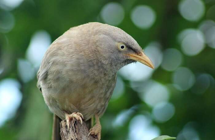 Beautiful Bird