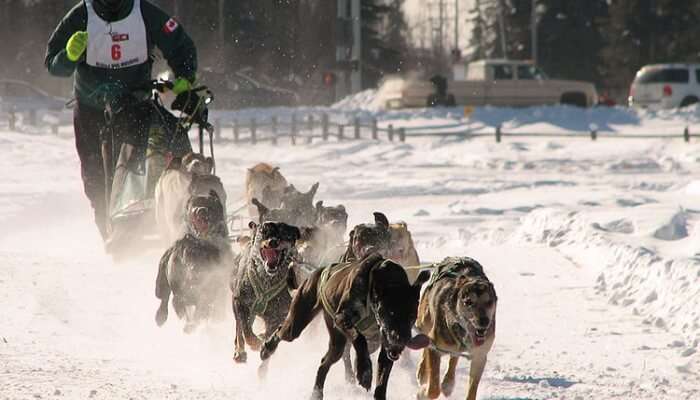 Dog Sledding