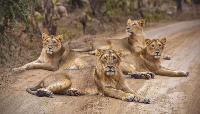 Gir Wildlife Sanctuary is one of the best places to visit in November and known for safeguard the population of lions