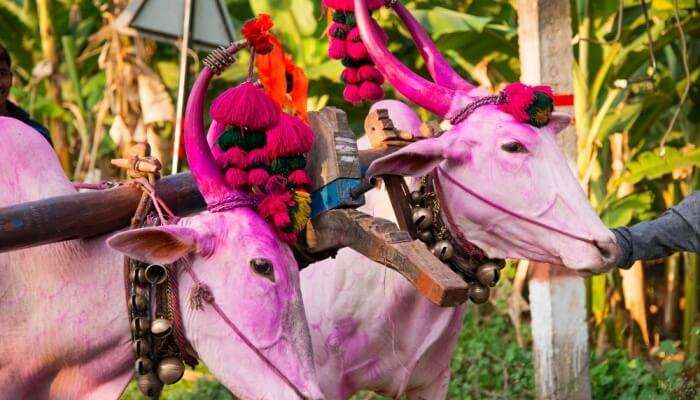 Hampi Festival In Karnataka