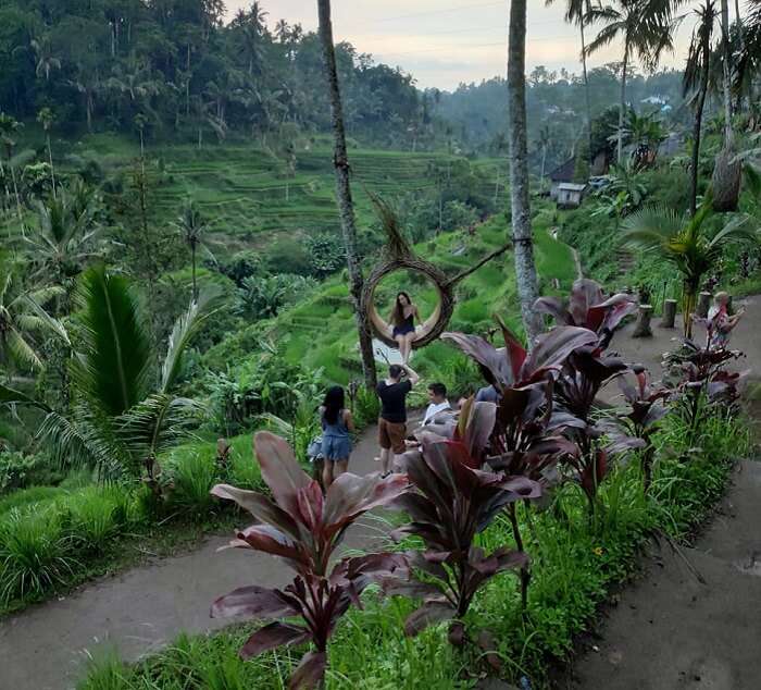 the lush green beauty