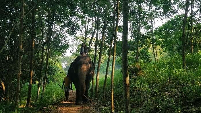 Elephant Safari