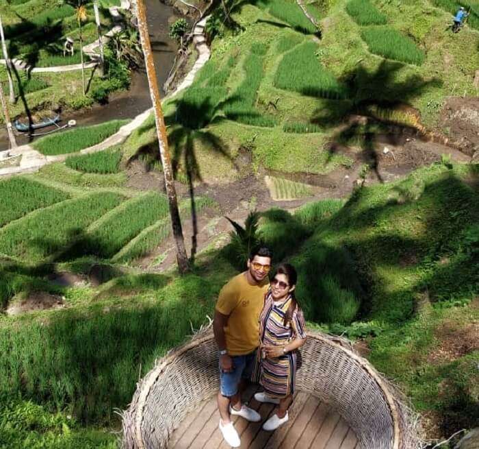 lush green rice plantations of Alas Harum