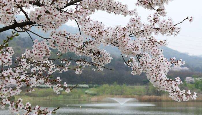 Season Quarter Nature Wood Cherry Tree