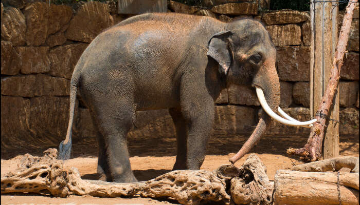 Jerusalem zoo