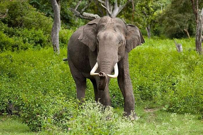 Zoos In Kerala