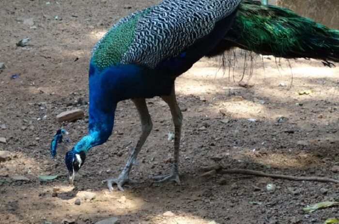 Zoos-In-Kerala