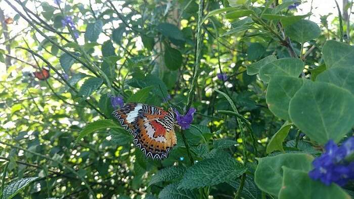 butterfly park bali