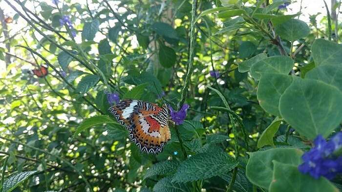 Butterfly Wonderland A Rainforest Experience