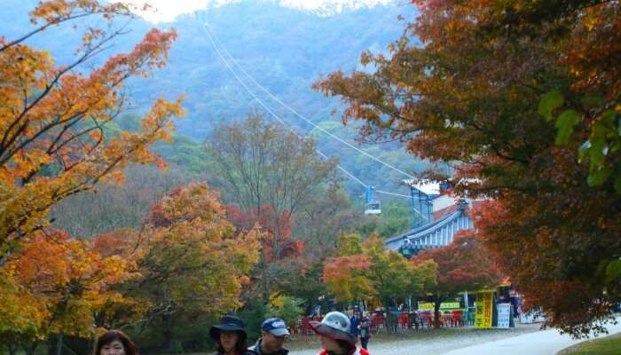 Naejangsan Mountain View