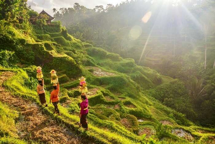 Places To Visit In Jembrana Regency in Bali For 2 Days cover