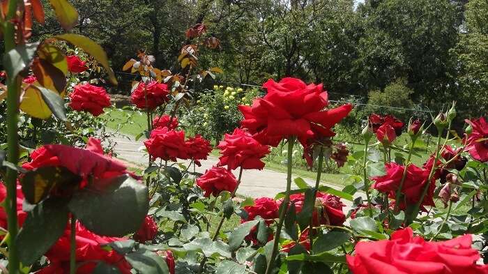 Rose Garden