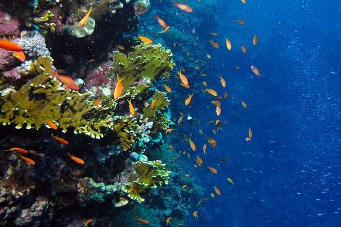     Explore the gorgeous Bali marine life