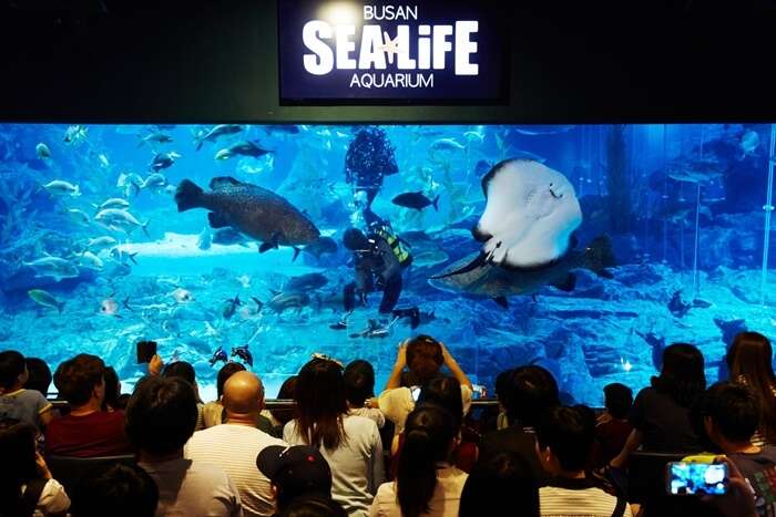 Sea Life Busan Aquarium