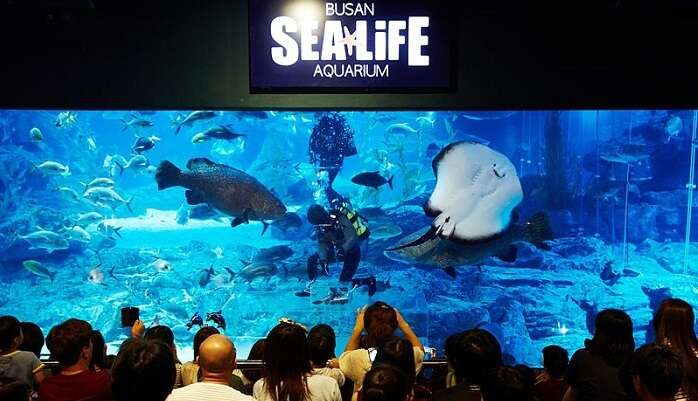 Sea Life Busan Aquarium
