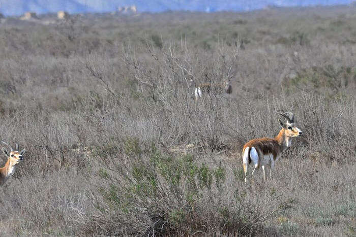 Shirvan National Park