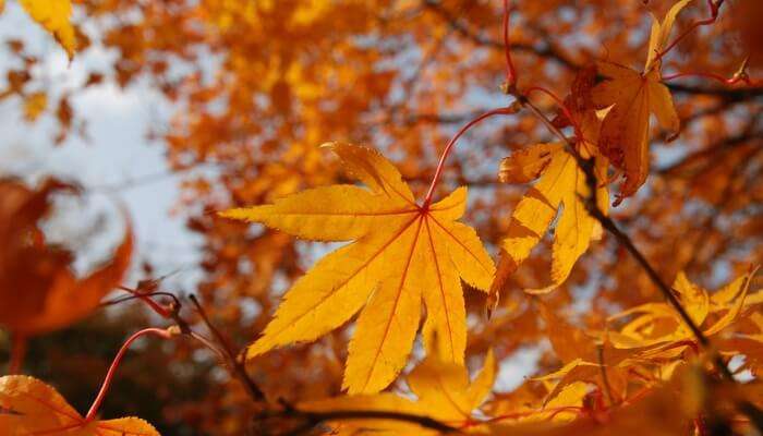 Autumn In Korea 9 Stunning Places You Should Visit In 22