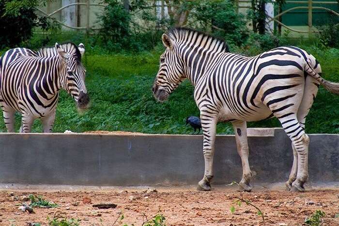 Thrissur Zoo