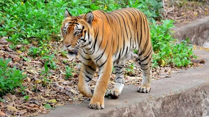 Trivandrum Zoo