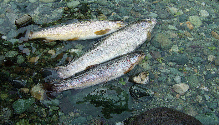 Trout_Fishing