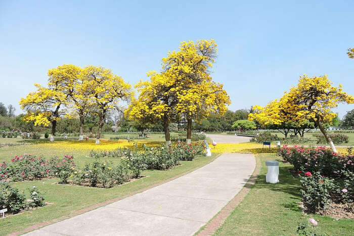 Zakir Hussain Rose Garden