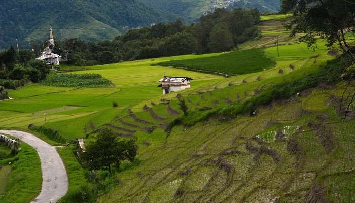 Ziro Valley boasts a pleasant climate all year round