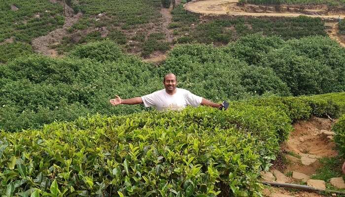 nuwara eliya tea garden