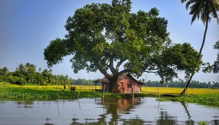 Alleppey must known place of Kerala in November.