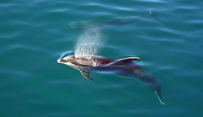 Andaman Dolphin Cruise