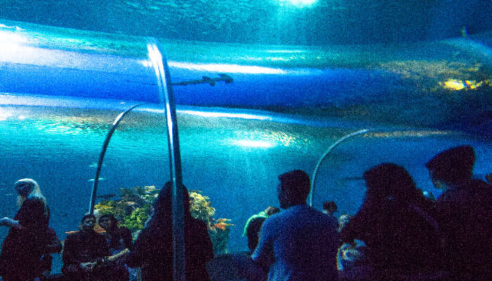 Aquarium of the Pacific