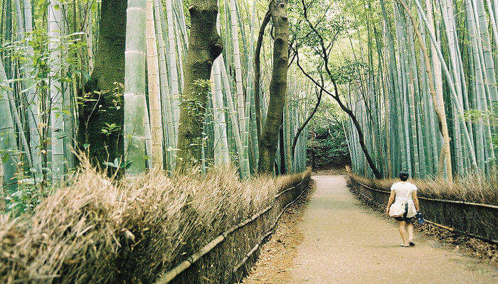Arashiyama_Bamboo_Forest_