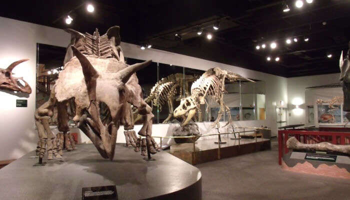 Arizona Museum Of Natural History In Arizona