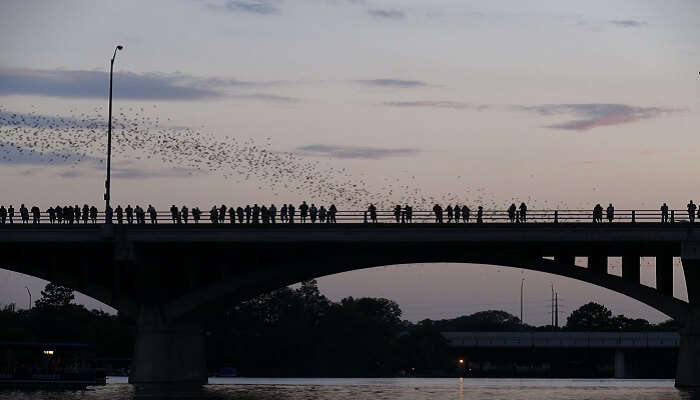 bats take flight on the congress bridge