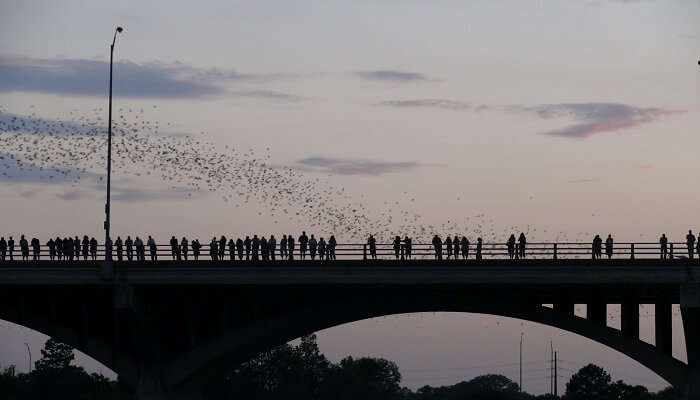 bat watching austin