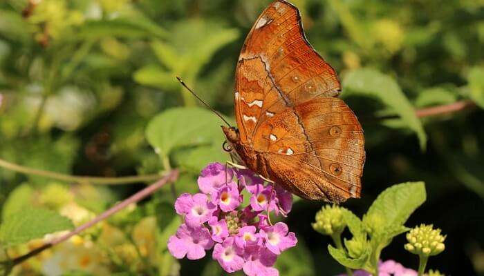 Butterfly View