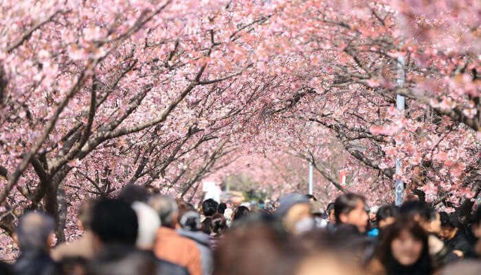 Best Time To Visit Tokyo