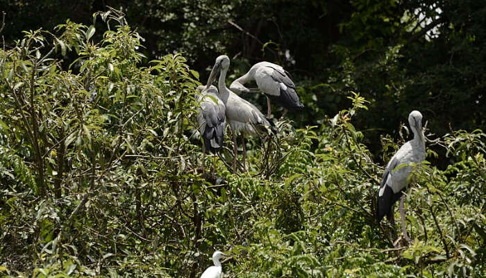 Bird Sanctuary