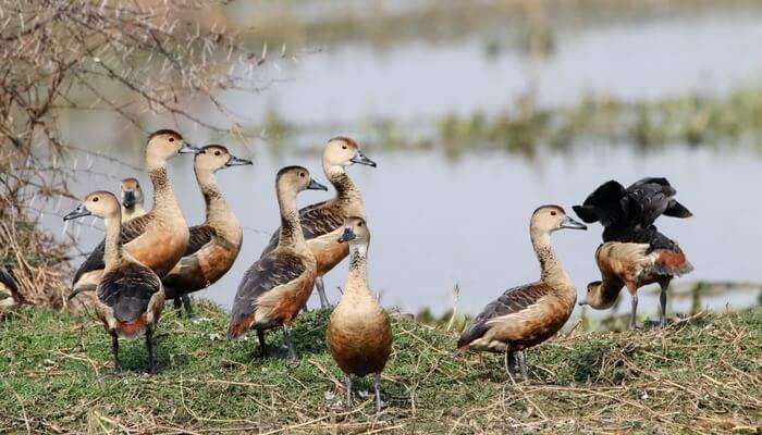 Bird Watching - Attidiya Bird Sanctuary