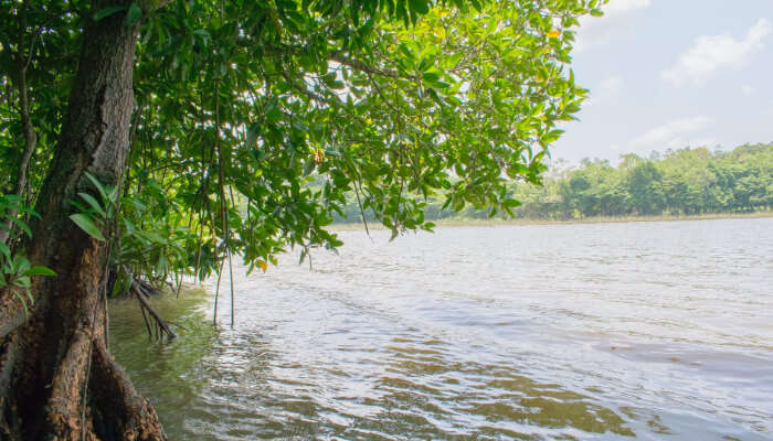 Bolgoda Lake