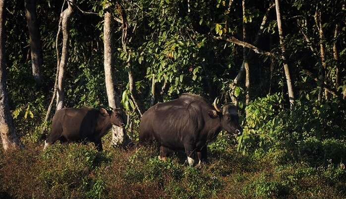 Chapramari Wildlife Sanctuary