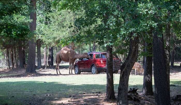 Cherokee Trace Drive-thru Safari