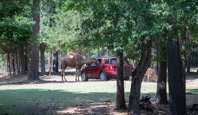 Cherokee Trace Drive-thru Safari