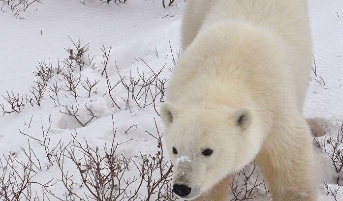 Churchill,Best Places To Visit In Canada In Winter