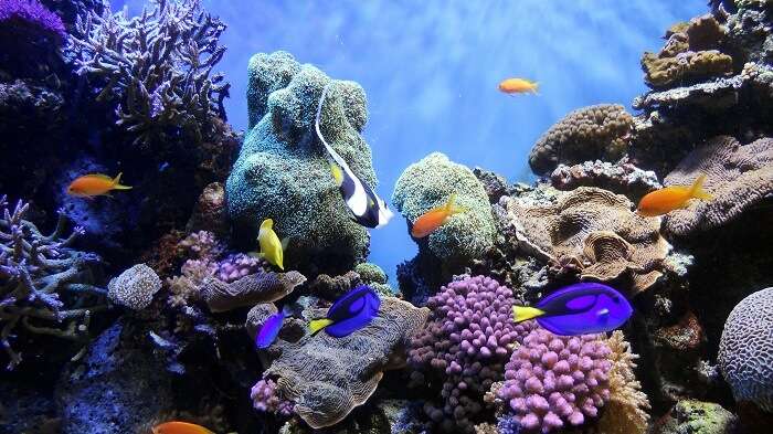 Coral Reefs