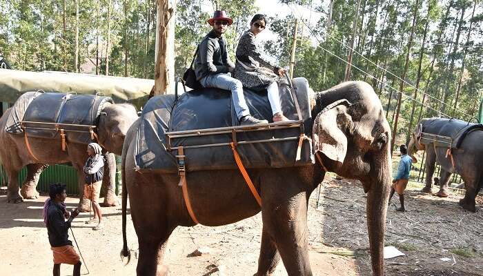 elephant ride