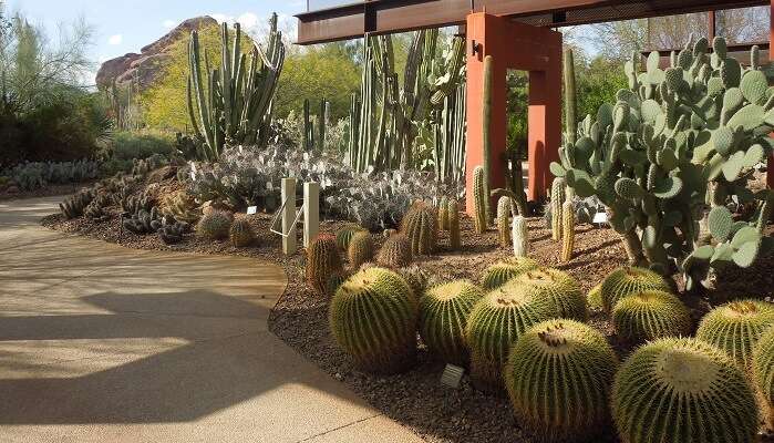 Desert Botanical Garden