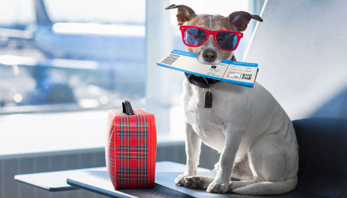 Traveling With Your Dog: 10 Reasons Why It Is A Mindblowing Idea!