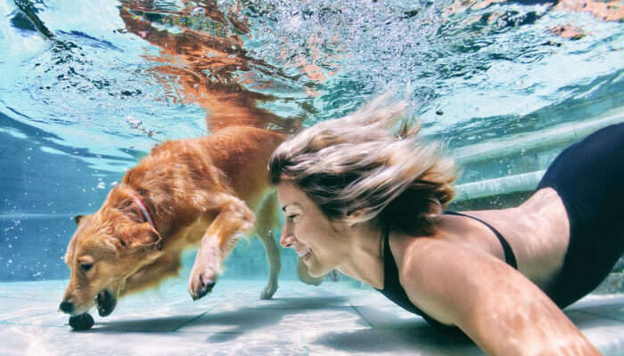 Dogs Are Great Swimmers