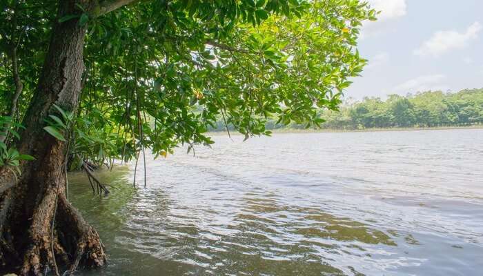 Explore Natural Beauty - Bolgoda Lake