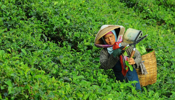 Explore The Tea Factories